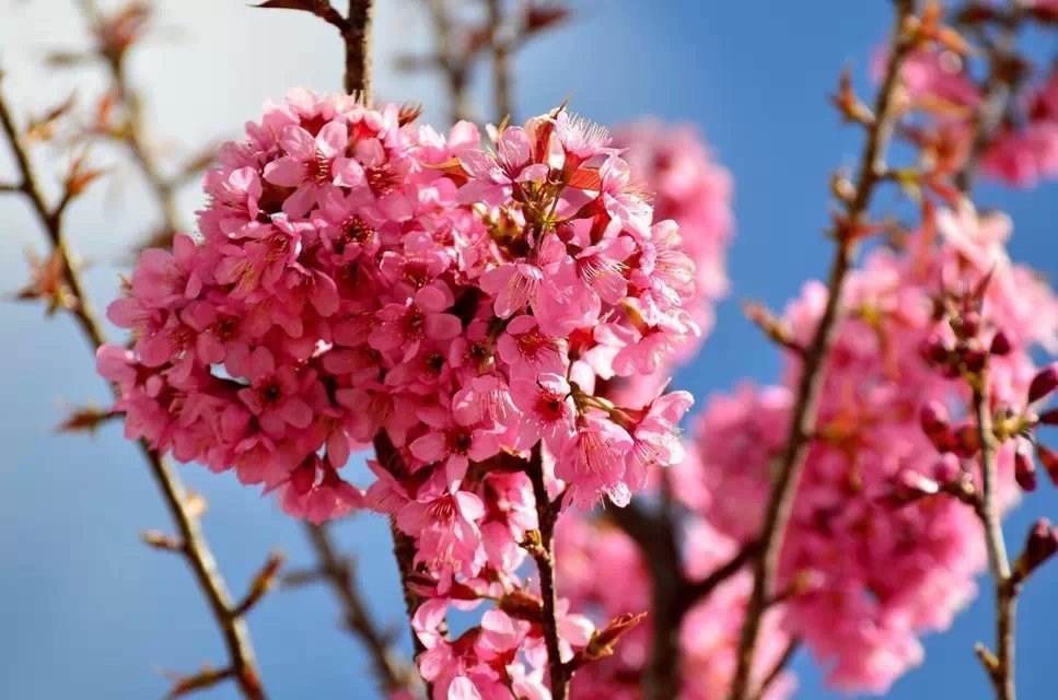 云南冬樱花价格 西藏冬樱花基地 供应古桩月季