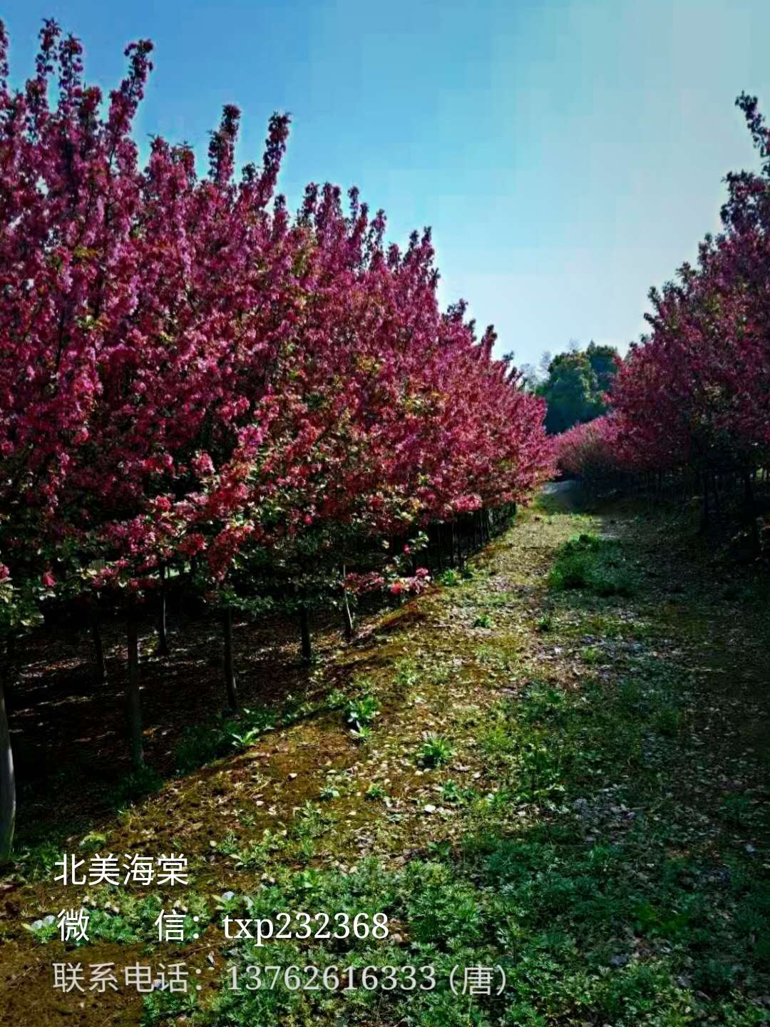 北美海棠直销 海棠苗木基地 北美海棠价格 北美海棠供应 北美海棠苗图片