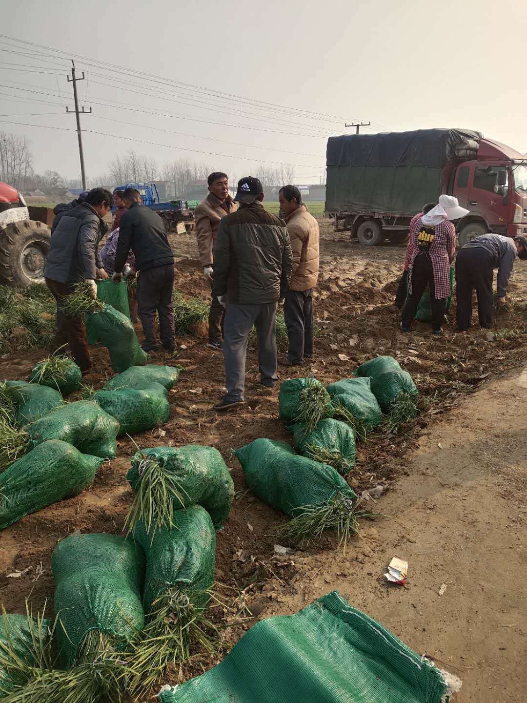 山东麦冬草基地图片