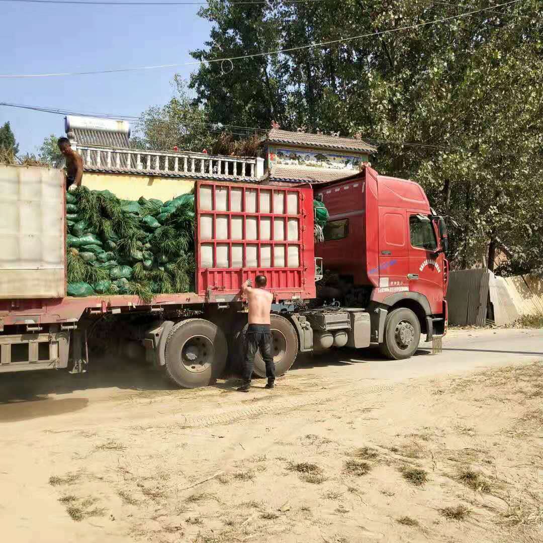 菏泽市麦冬草苗厂家山东麦冬草苗厂家