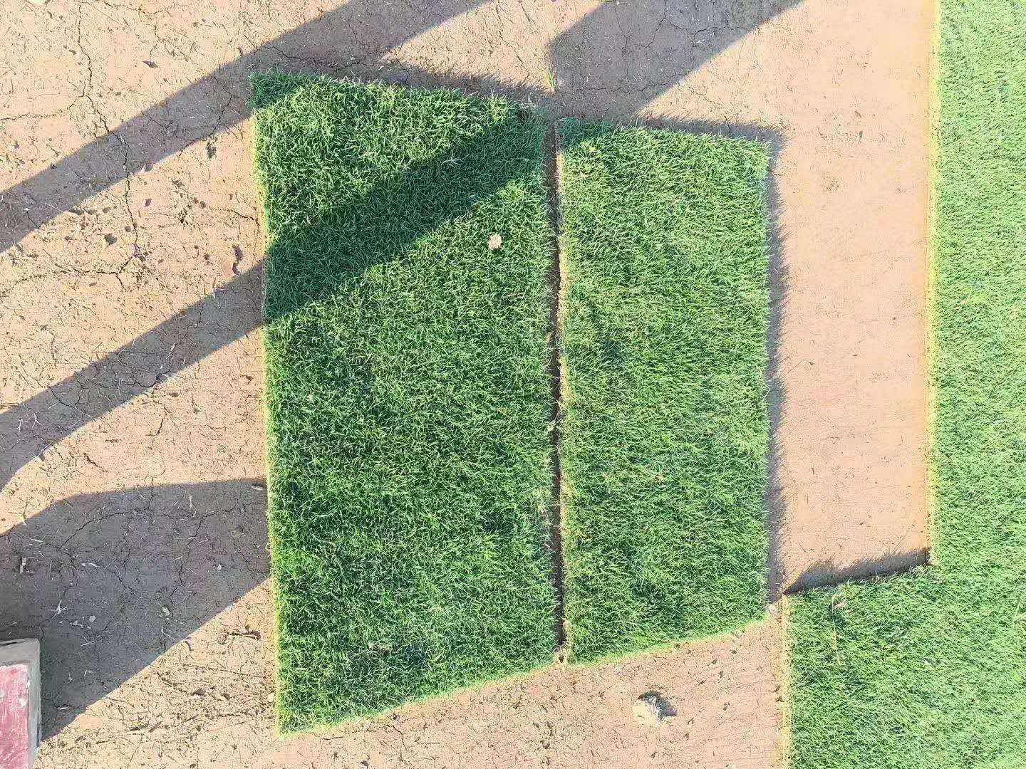 台湾二号 细叶结缕草 广西台湾草基地 草皮生产基地 哪里的台湾草好图片