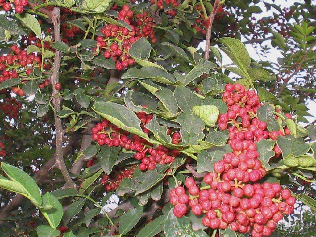 泰安市无刺花椒苗厂家