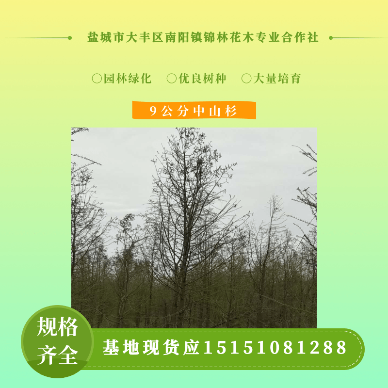 江苏大丰中山杉供应商、报价、产地直供、价格【盐城市大丰区南阳镇锦林花木合作社】图片