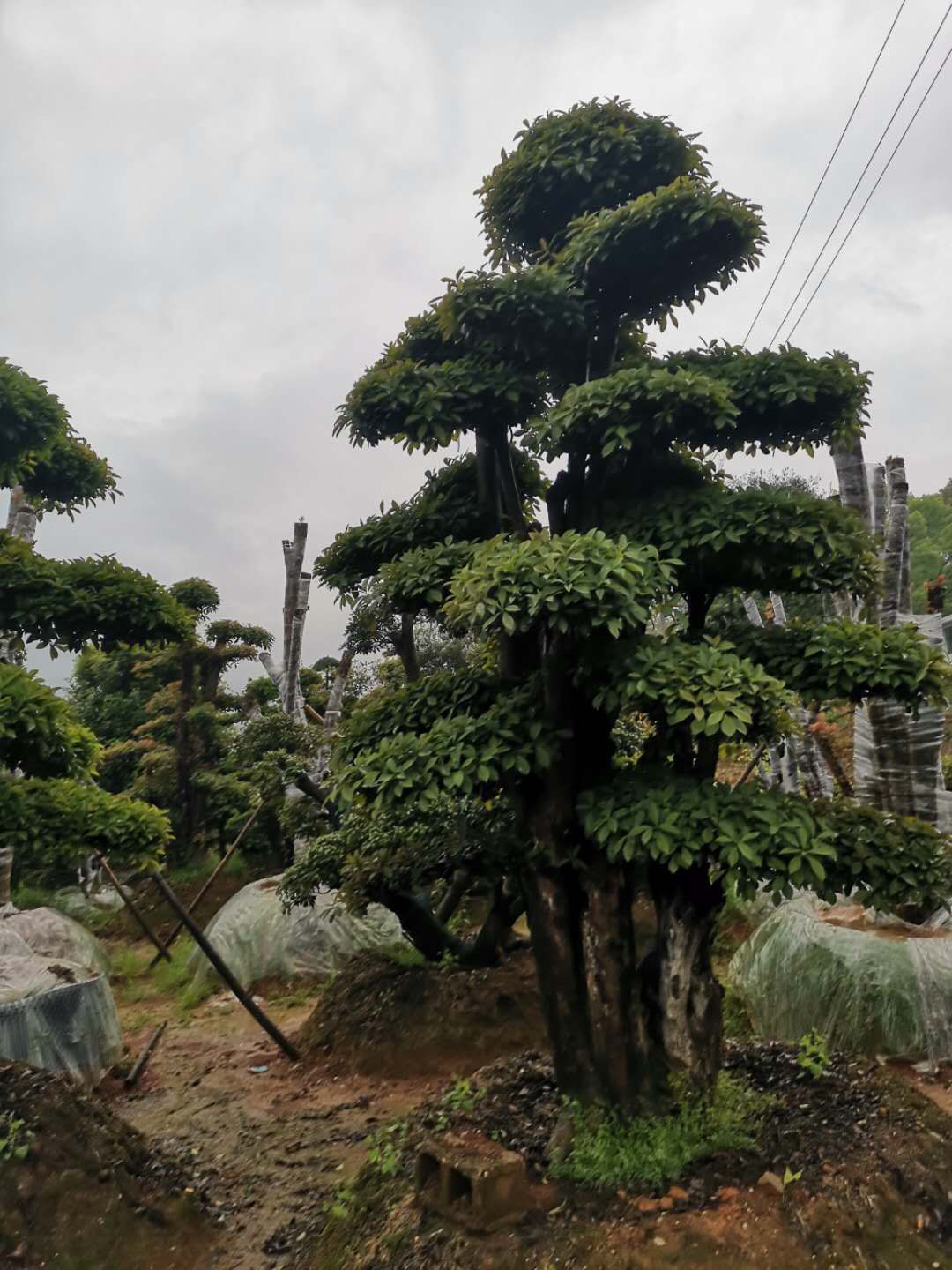 造型椤木石楠+景观树+造型树+风景树_造型椤木石楠大树基地价格【湖南省浏阳市绿海种植合作社】图片