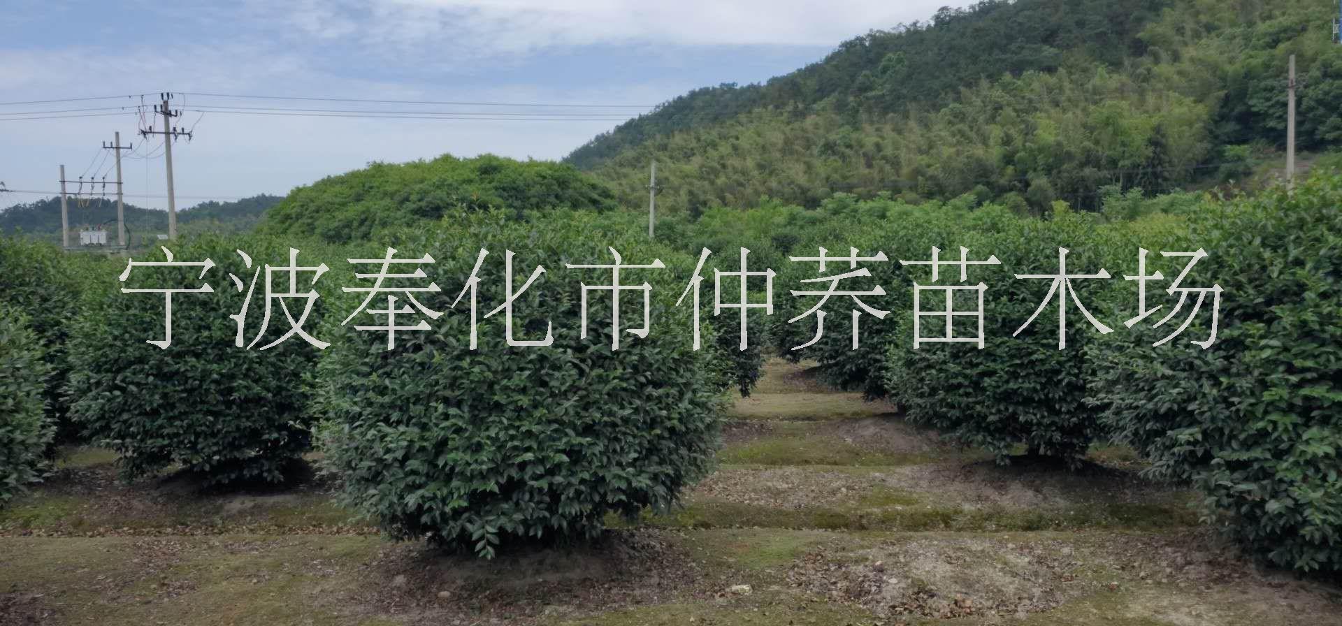 宁波茶梅球种植基地报价批发