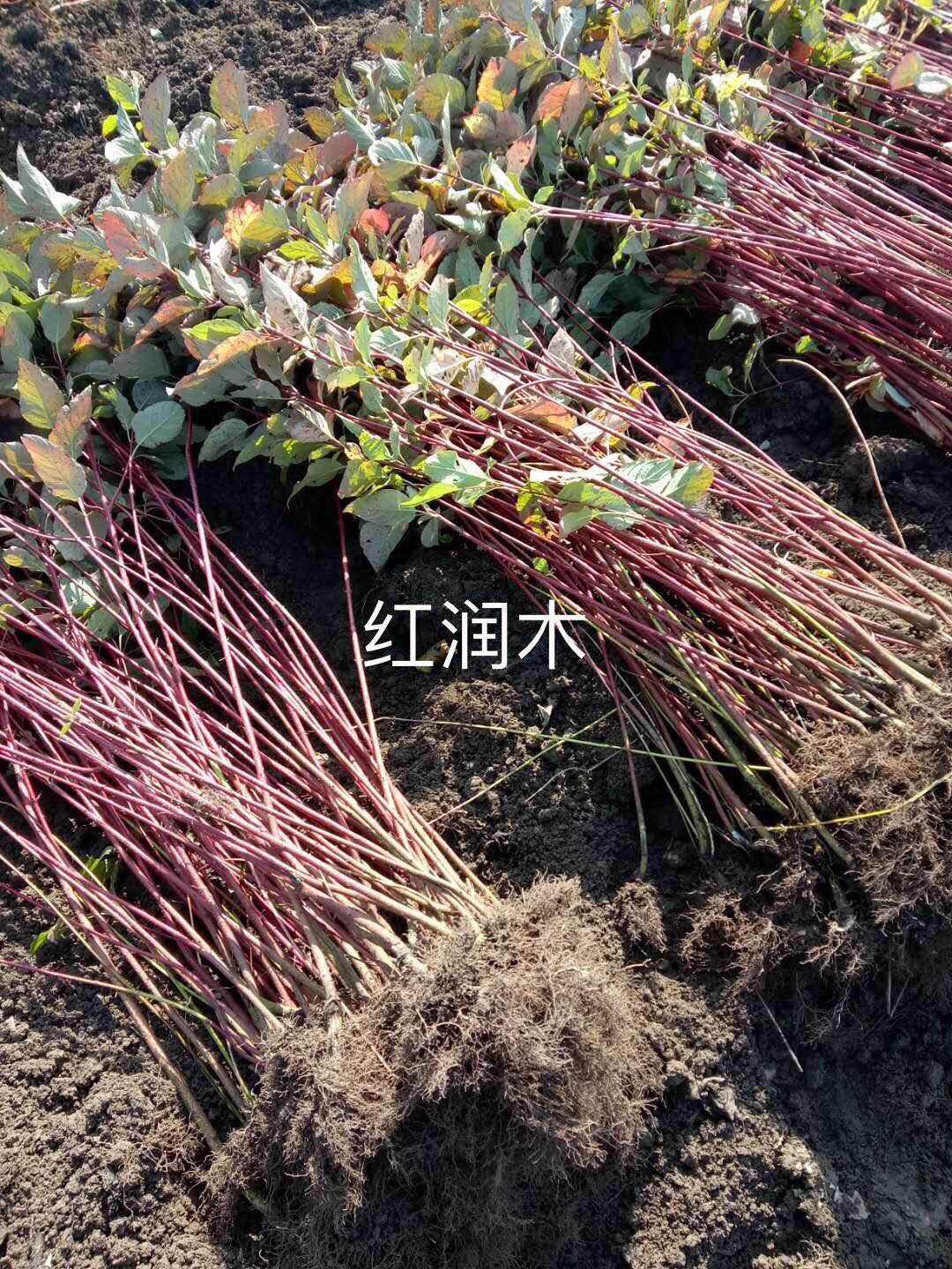 江苏红瑞木基地-江苏红瑞木批发采购_江苏红瑞木供应_江苏红瑞木价格【江苏康庆园林梅花基地】图片