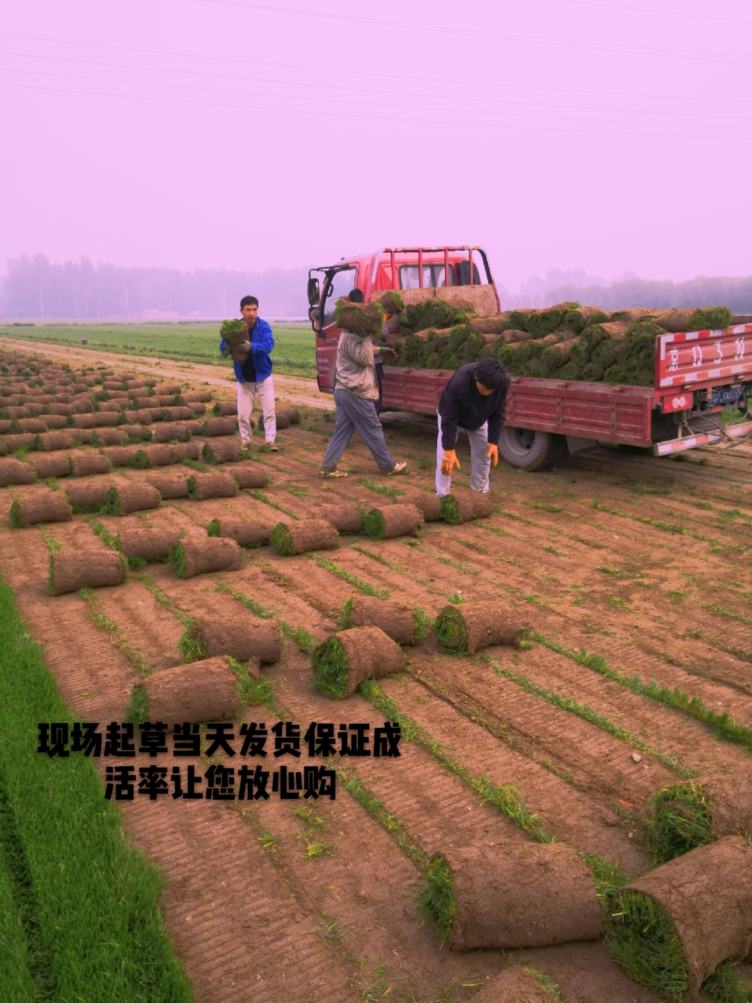 真草坪带泥土草坪草种庭院绿化植物图片