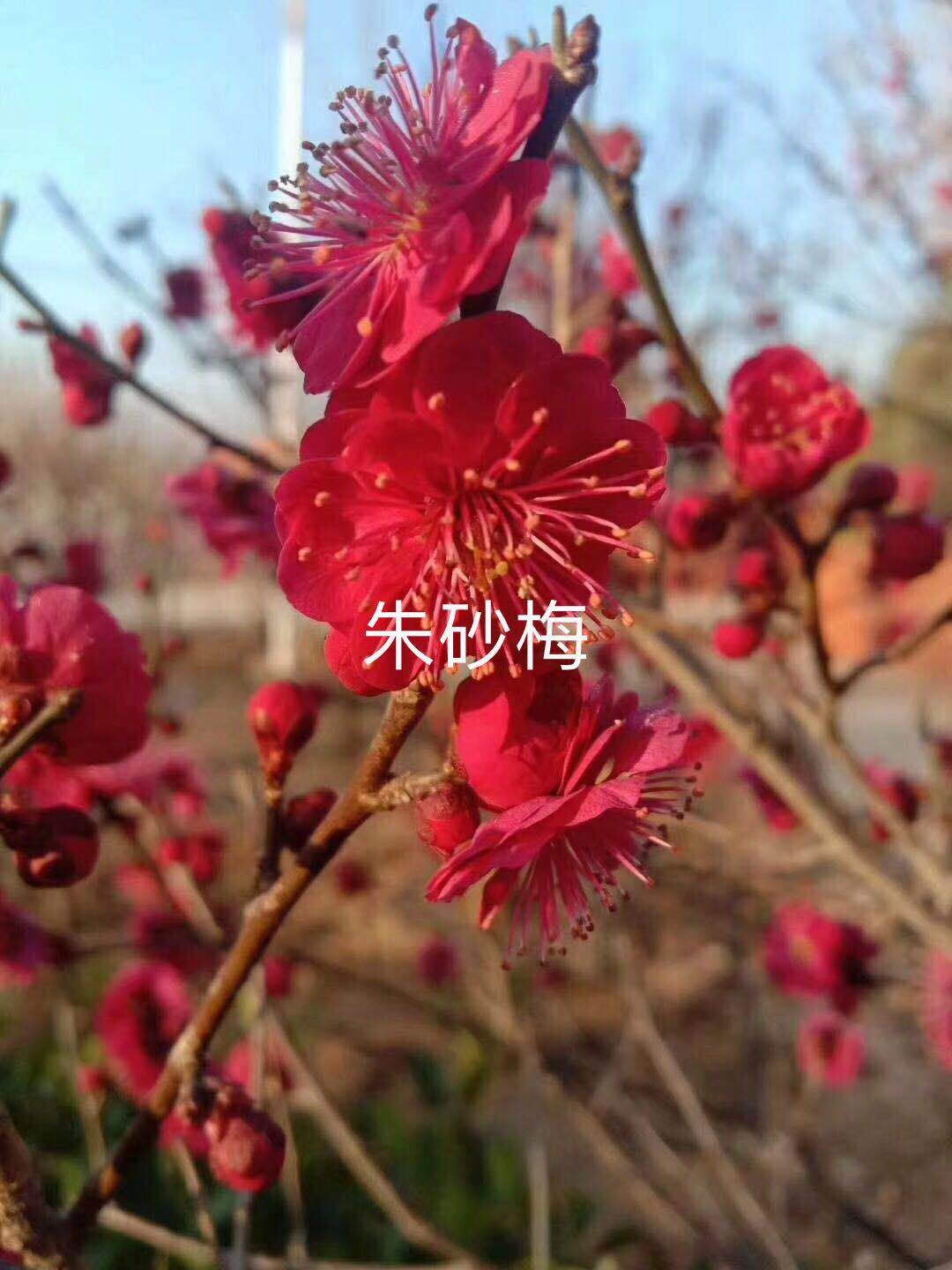 江蘇朱砂梅基地圖片