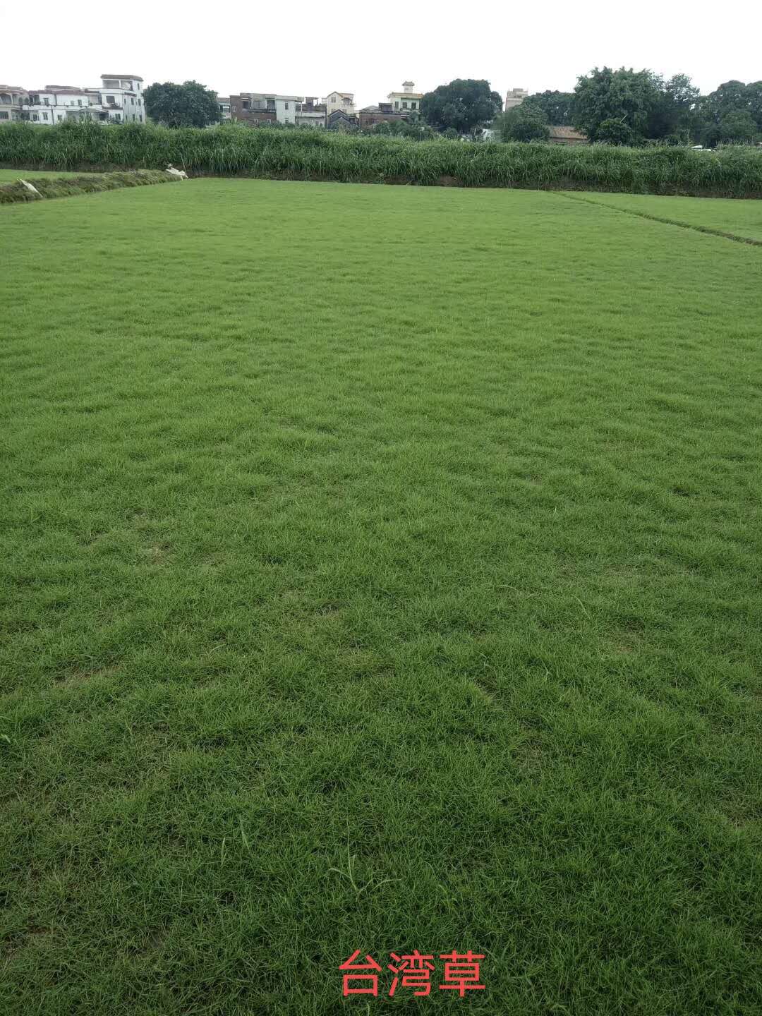 广州草皮 广州台湾草草皮基地 广州台湾草草皮批发图片