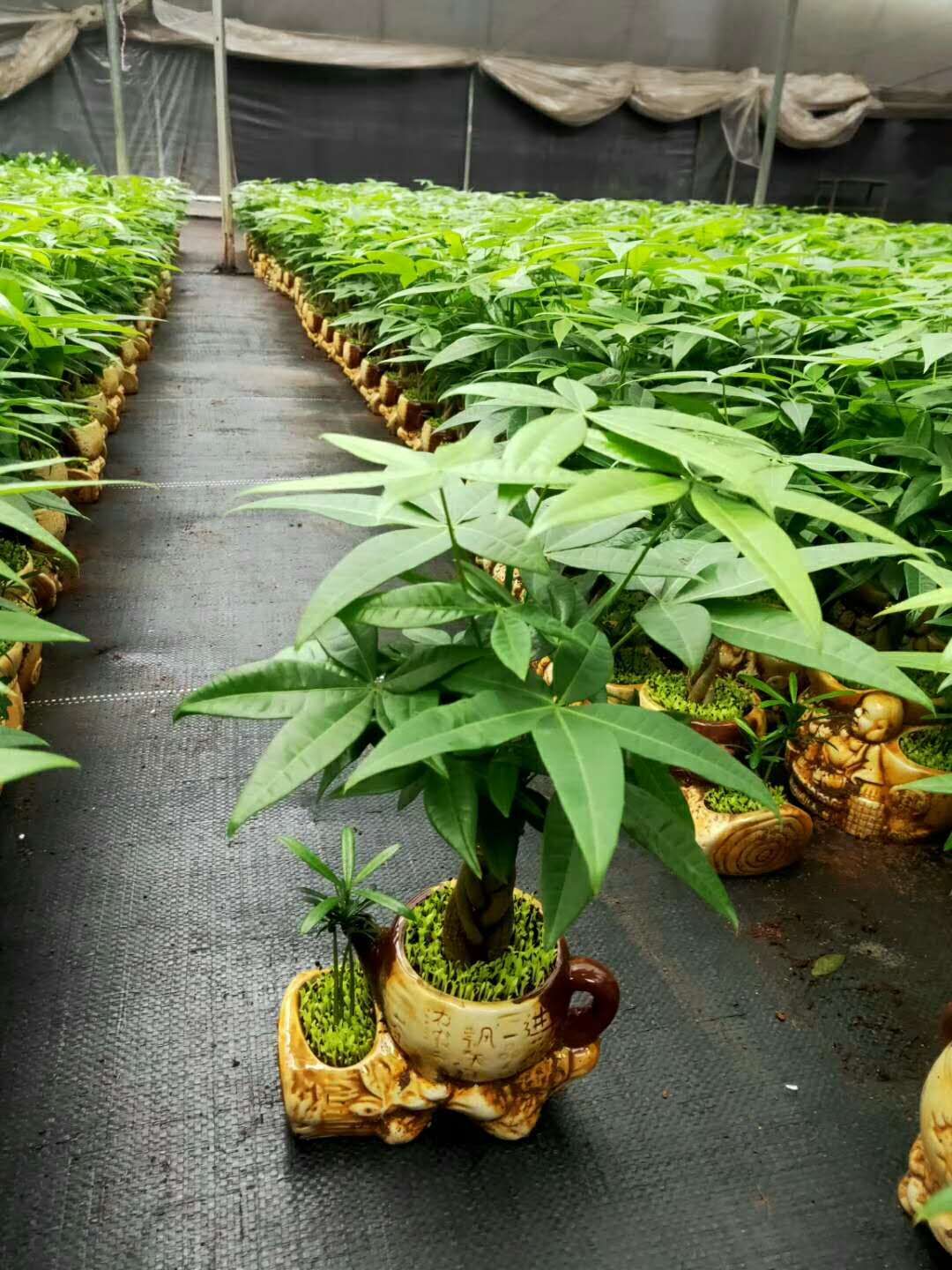 湛江发财树盆栽基地_种植批发基地-_广东盆栽_广东发财树小盆栽批发基地