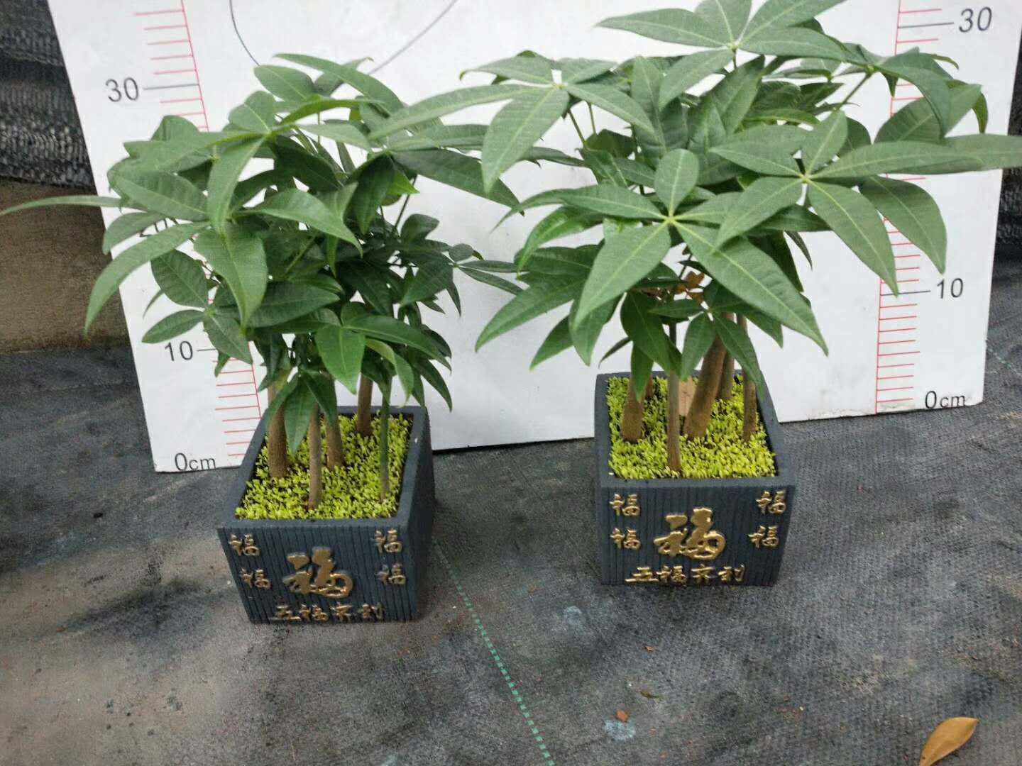 广东广州发财树小盆栽种植基地图片