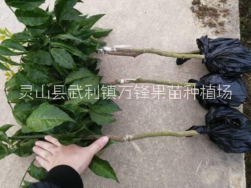 云南黑黄皮苗哪里好、种植基地、批发【灵山县武利镇万锋果苗种植场】