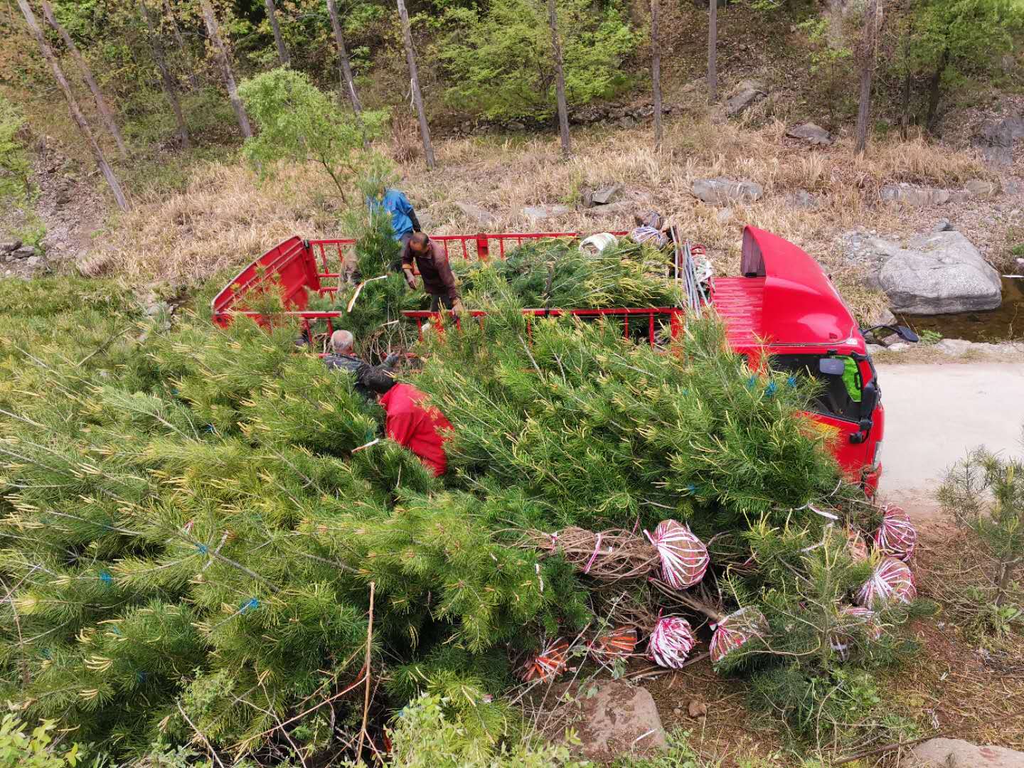 白皮松种植基地价格【西峡县幸林种苗专业合作社】图片