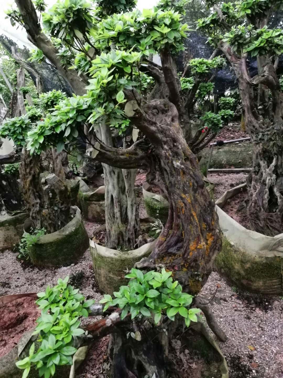 龙岩市杜鹃桩盆栽多少钱一盆/种植基地直销价格