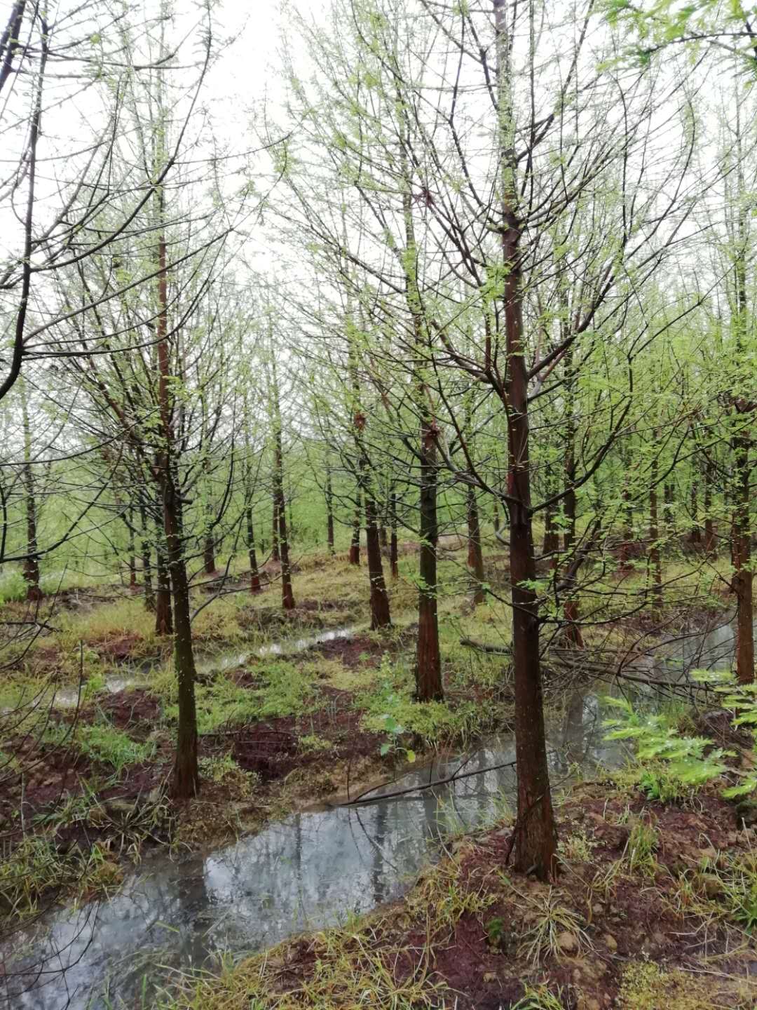 湖南水杉种植基地 湖南丛生香樟价格