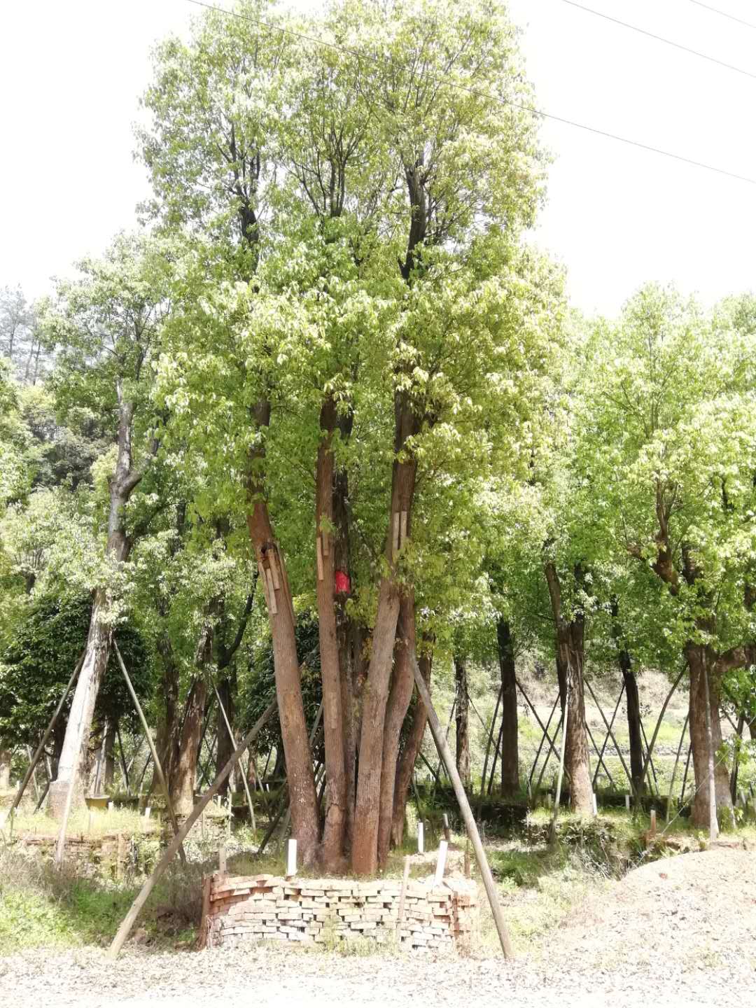 益阳市丛生香樟厂家