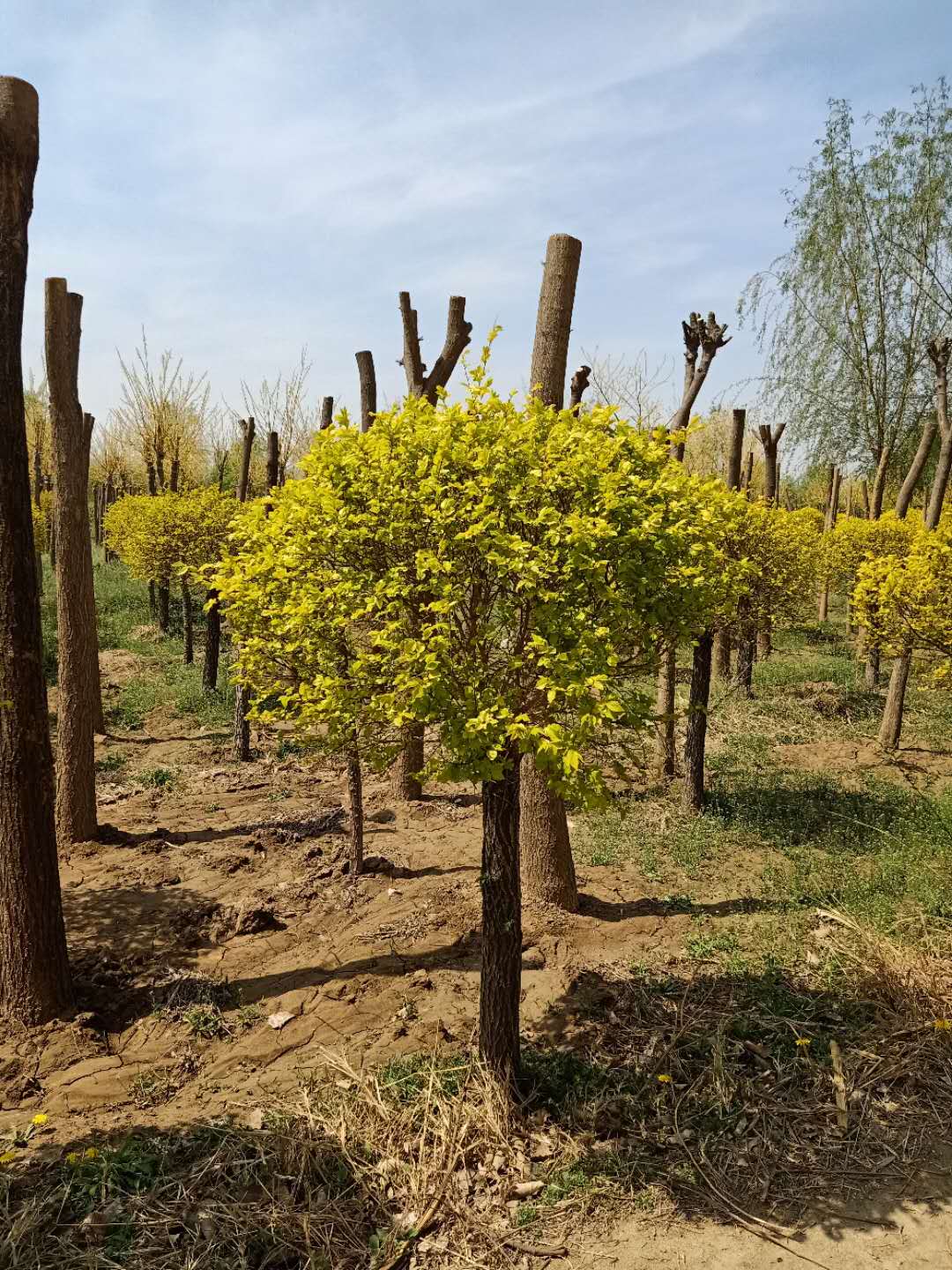 白蜡小苗种植基地、多少钱、批发价格【惠民县地之初苗木种植合作社】图片