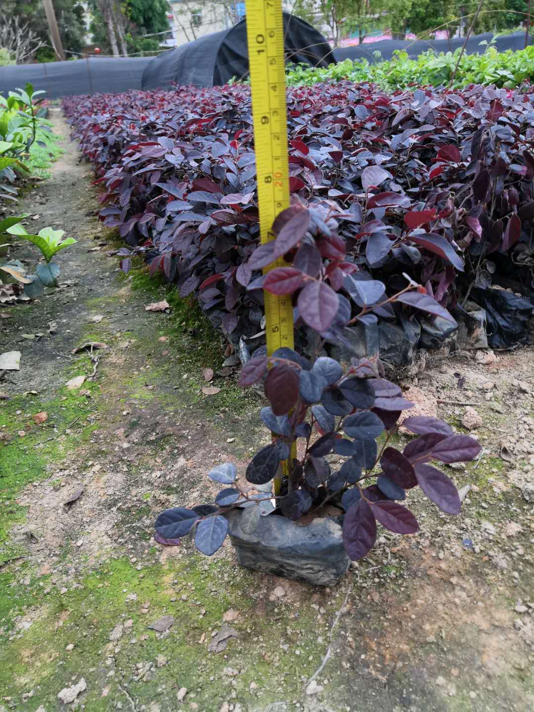 福建红花继木苗圃直销-红花继木种植基地-红花继木批发报价【福建玉龙苗木地被直销】图片