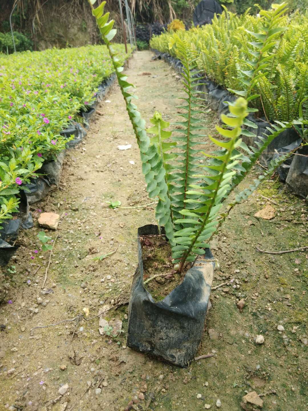 漳州市福建排骨草厂家