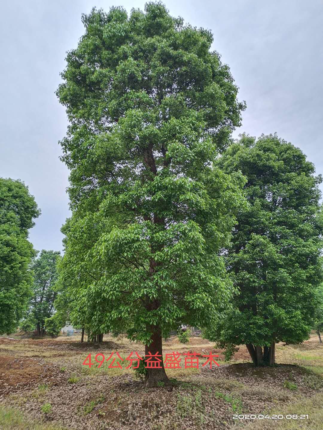 湖南长沙香樟树种植基地 订购电话（湖南益盛苗木合作社）