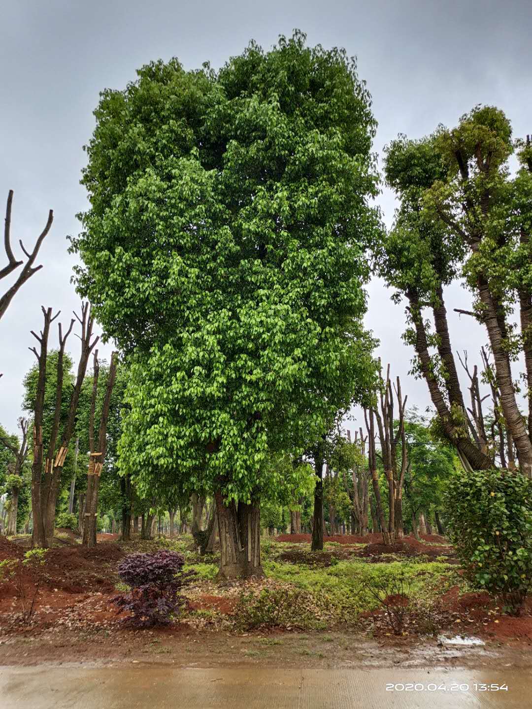 益阳市香樟树种植基地厂家