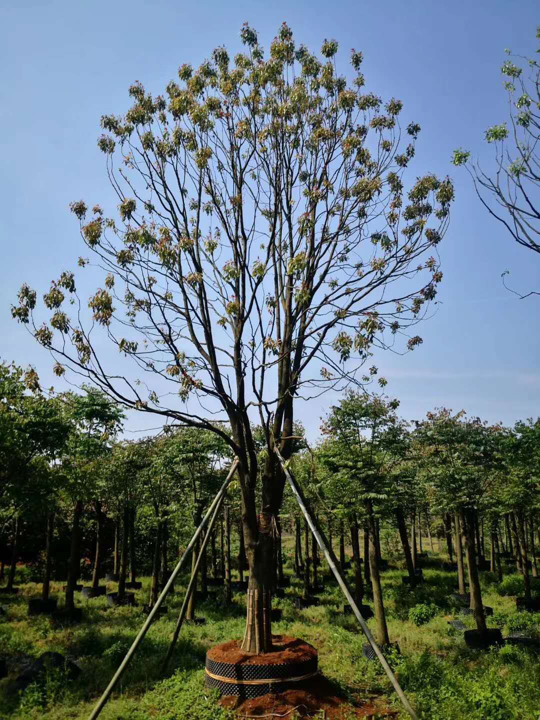 益阳市香樟树种植基地厂家湖南长沙香樟树种植基地 订购电话（湖南益盛苗木合作社）