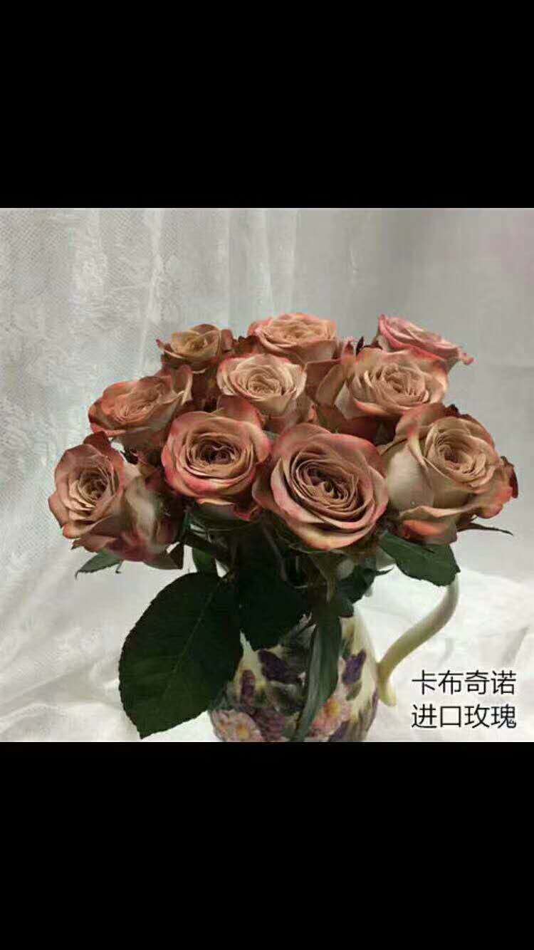 卡布奇诺玫瑰花图片