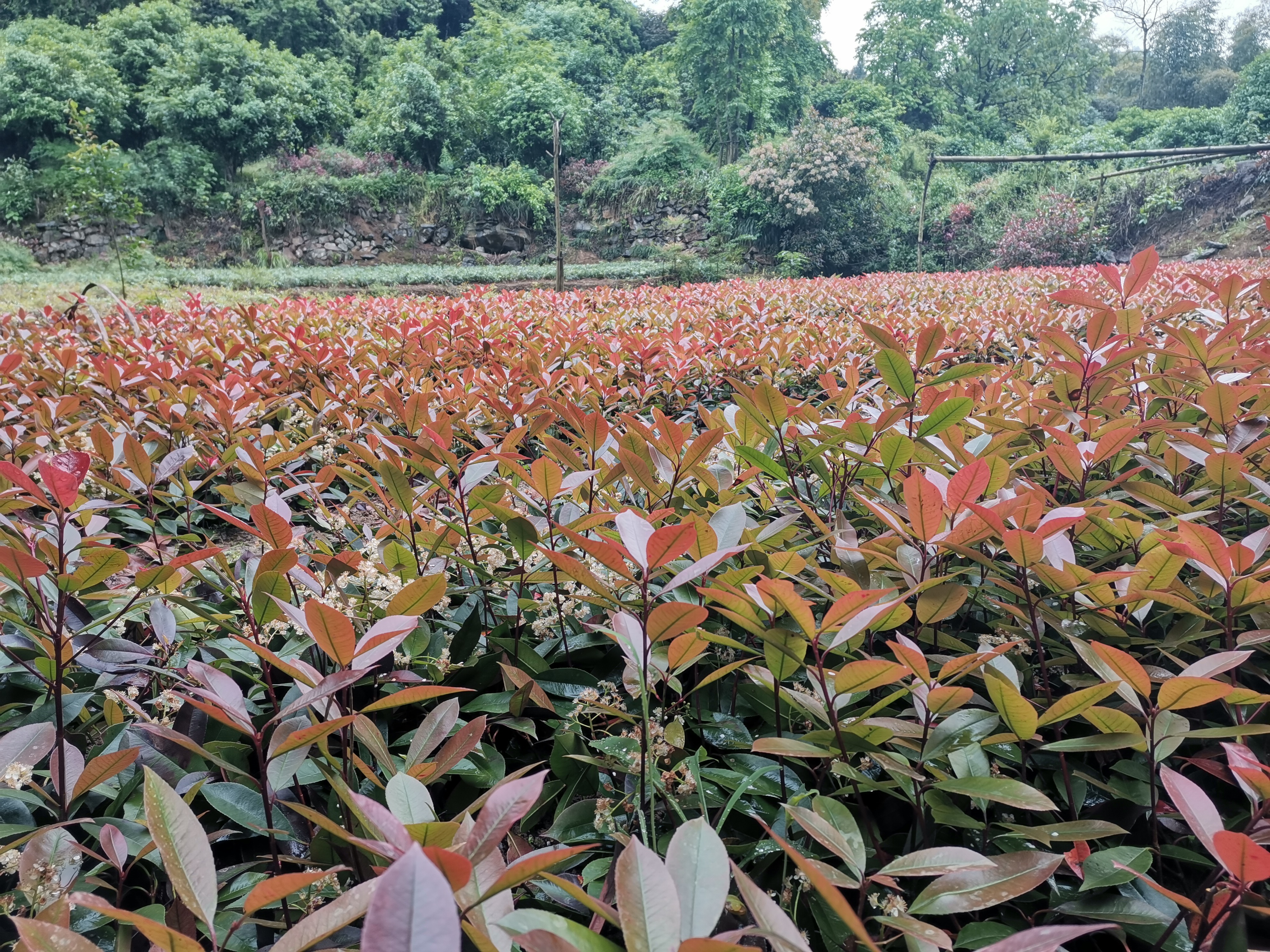 湖北苗圃红叶石楠批发价格