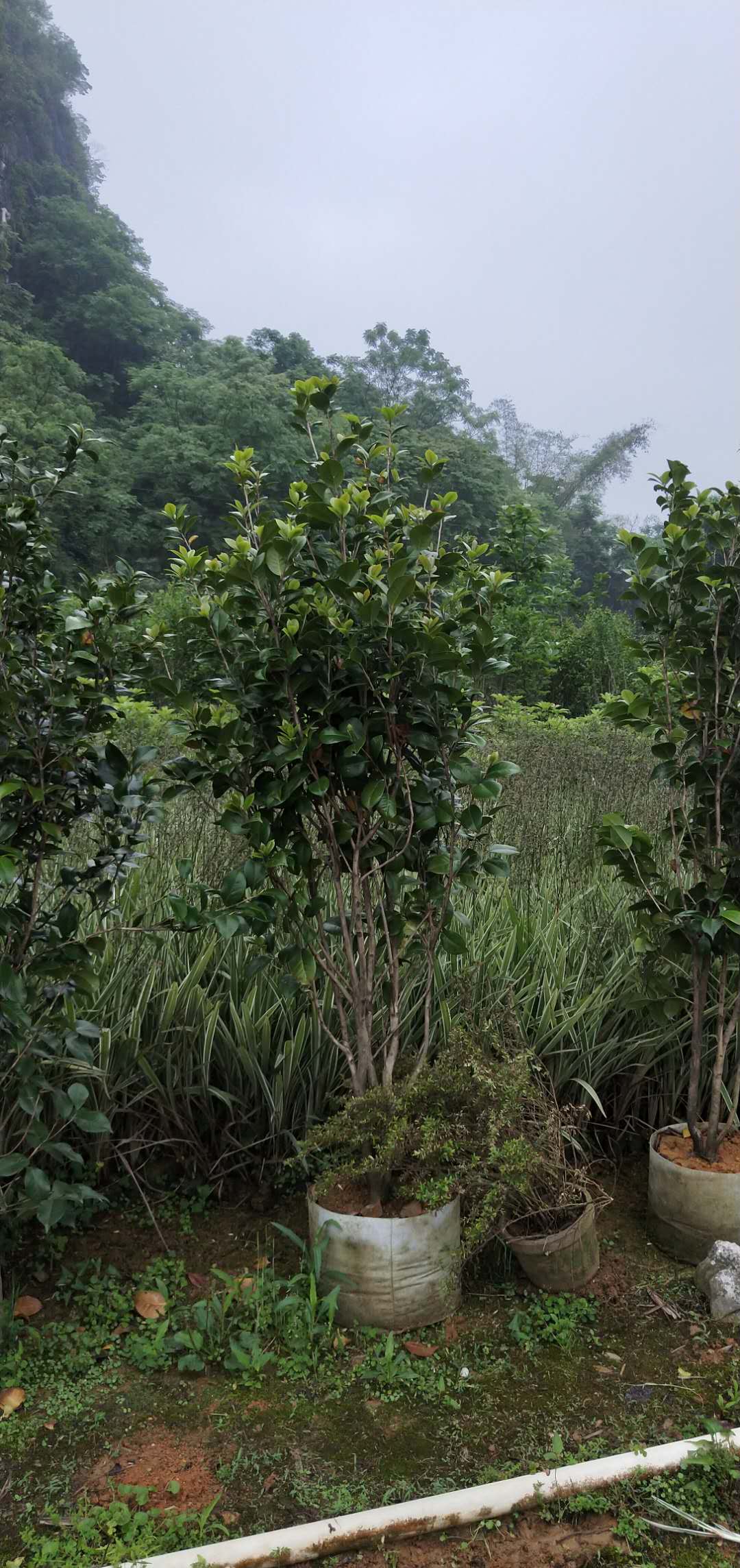 南宁茶花价格_茶花订购 高160 冠幅70（阳朔县龙盛花木场）图片