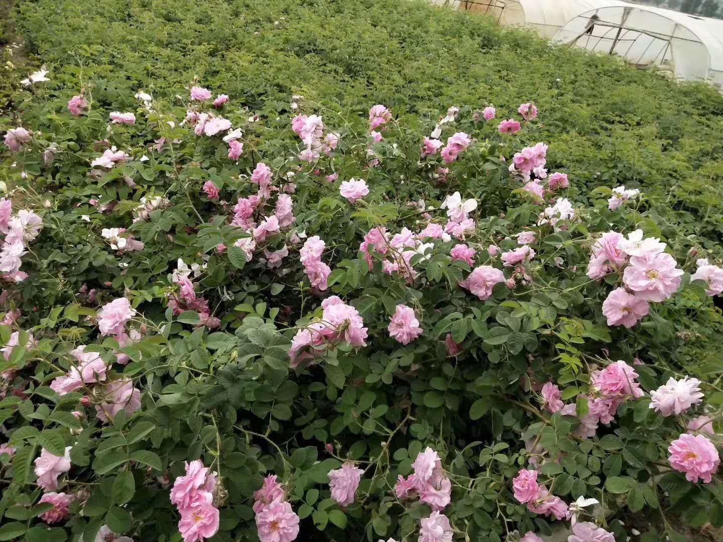 大马士革玫瑰苗批发@直供@种植基地