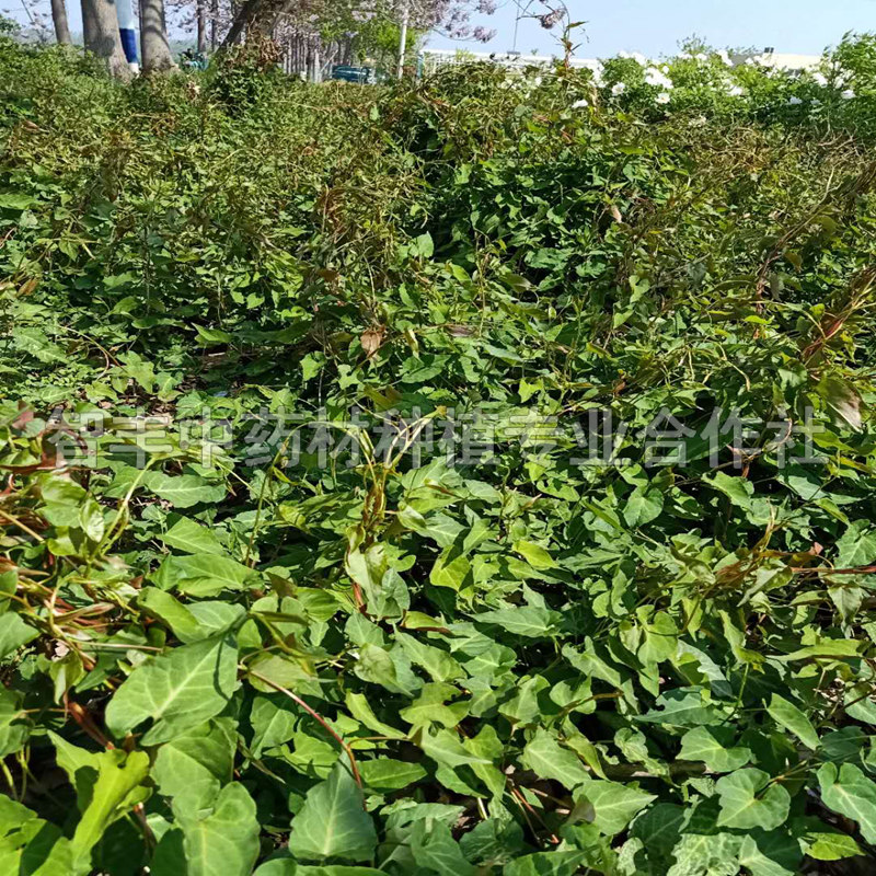 绍兴何首乌种苗销售、质量好、芽哪家好【智丰中药材种植专业合作社】图片