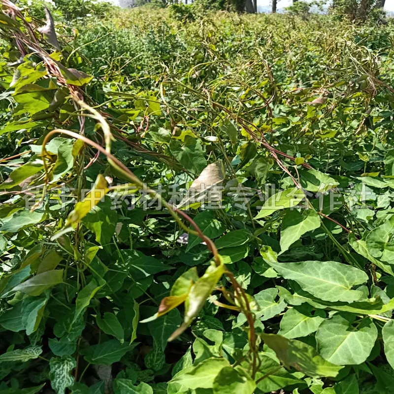 淮南何首乌种子种植技术、本品芽头新鲜、育苗技术【智丰中药材种植专业合作社】图片