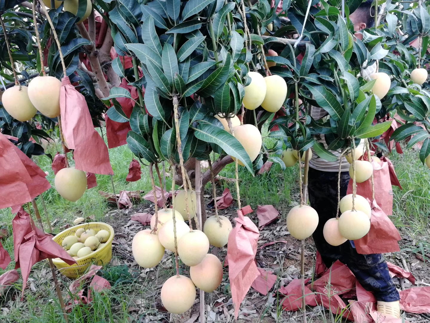 攀枝花市枇杷.芒果.石榴厂家