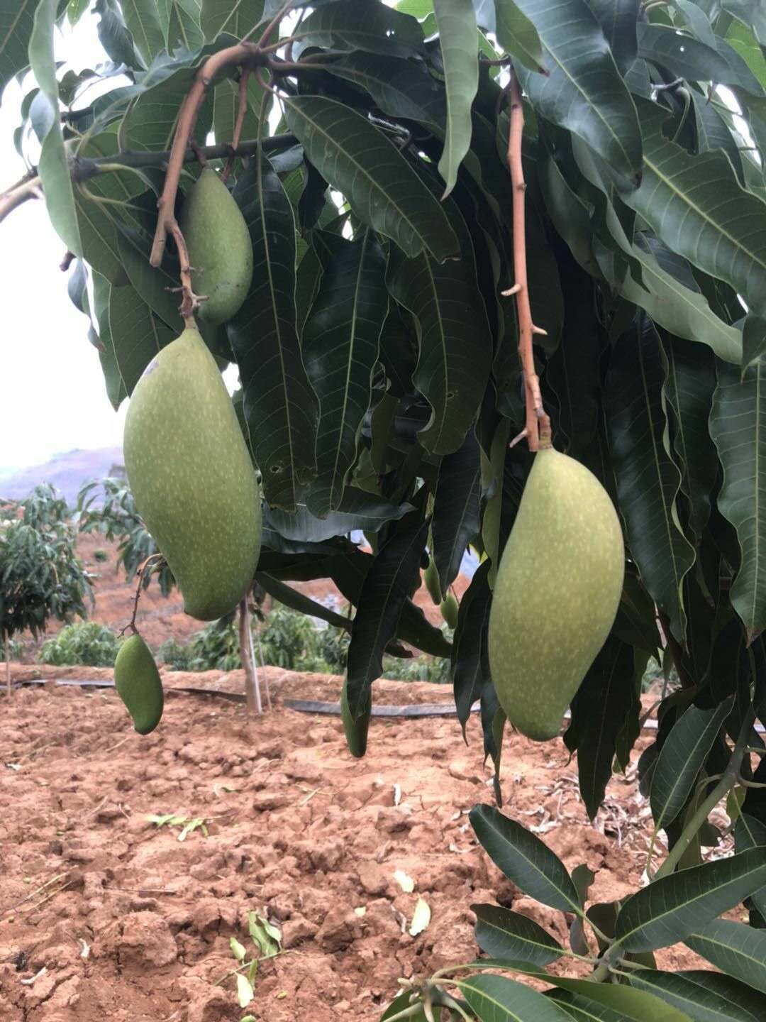 攀枝花石榴种植基地直销电话图片