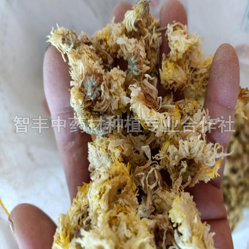 佛山杭白菊种苗种苗价格、抗病、芽产地【智丰中药材种植专业合作社】图片