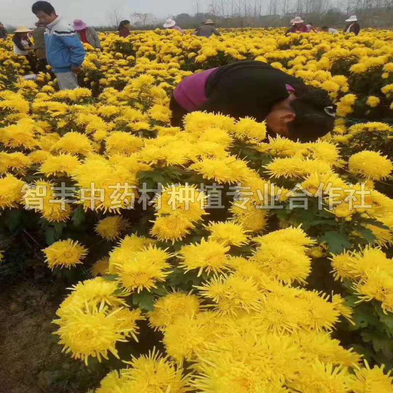 福州亳菊种子种苗、出芽快、苗哪家好【智丰中药材种植专业合作社】