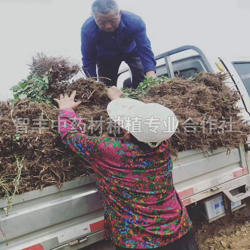 邢台金丝皇菊种子亩利润、大量供应、芽的种植管理【智丰中药材种植专业合作社】图片