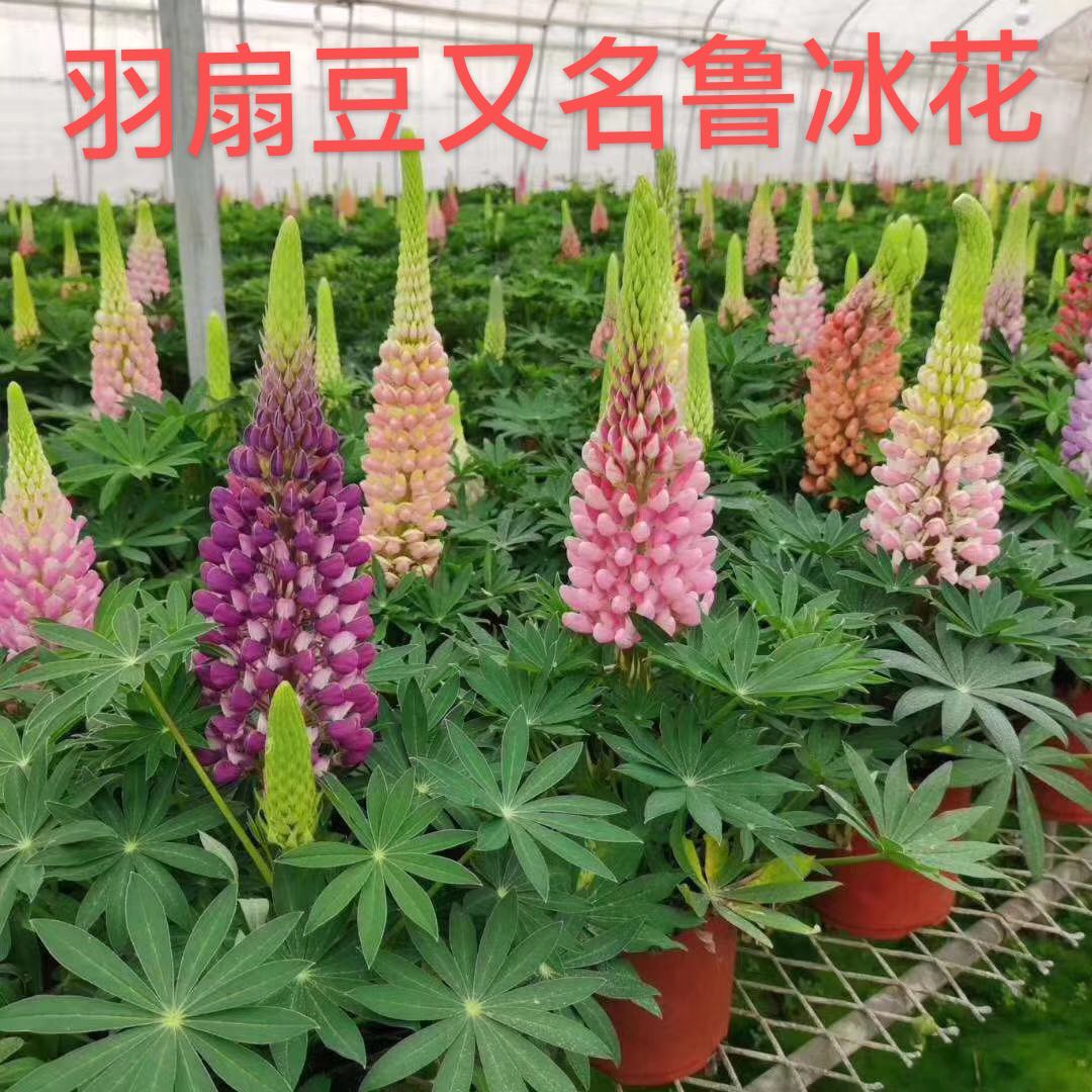 青州鲁冰花哪里有@供应商@批发价@多少钱@直销电话【青州市金森花卉苗木园艺场】