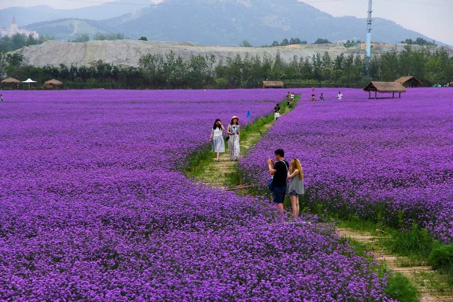 潍坊市青州马鞭草种植基地厂家