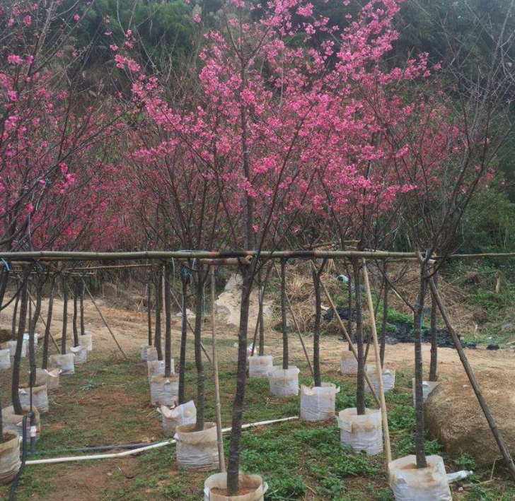 山樱花厂家报价  山樱花价格  山樱花厂家基地 广东山樱花图片