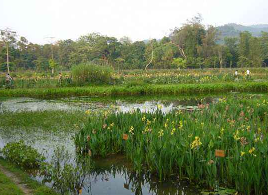 水生植物厂家基地  水生植物地址  水生植物哪家好 广东水生植物图片