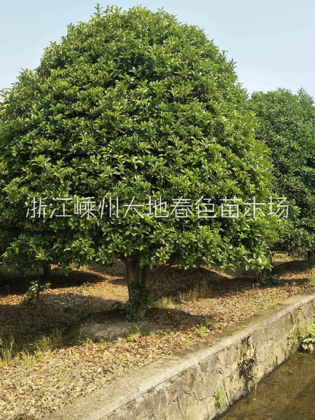 桂花圖片