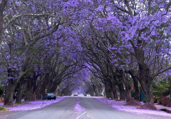 蓝花楹厂家基地  蓝花楹地址  蓝花楹哪家好 广东蓝花楹图片