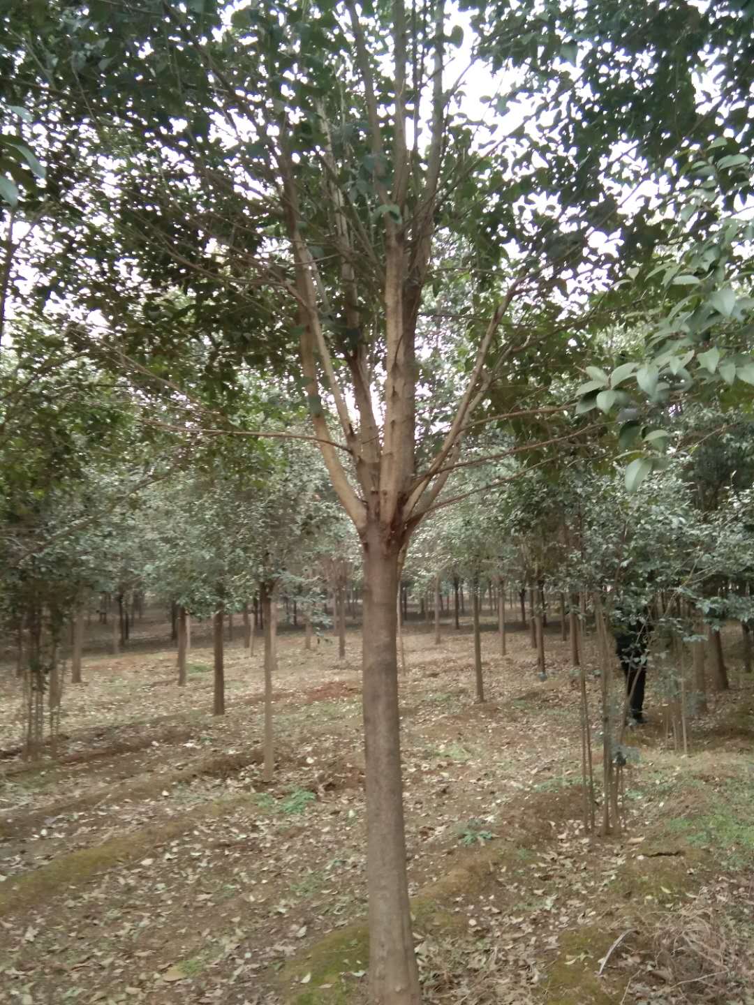 南阳市大叶女贞种植基地厂家