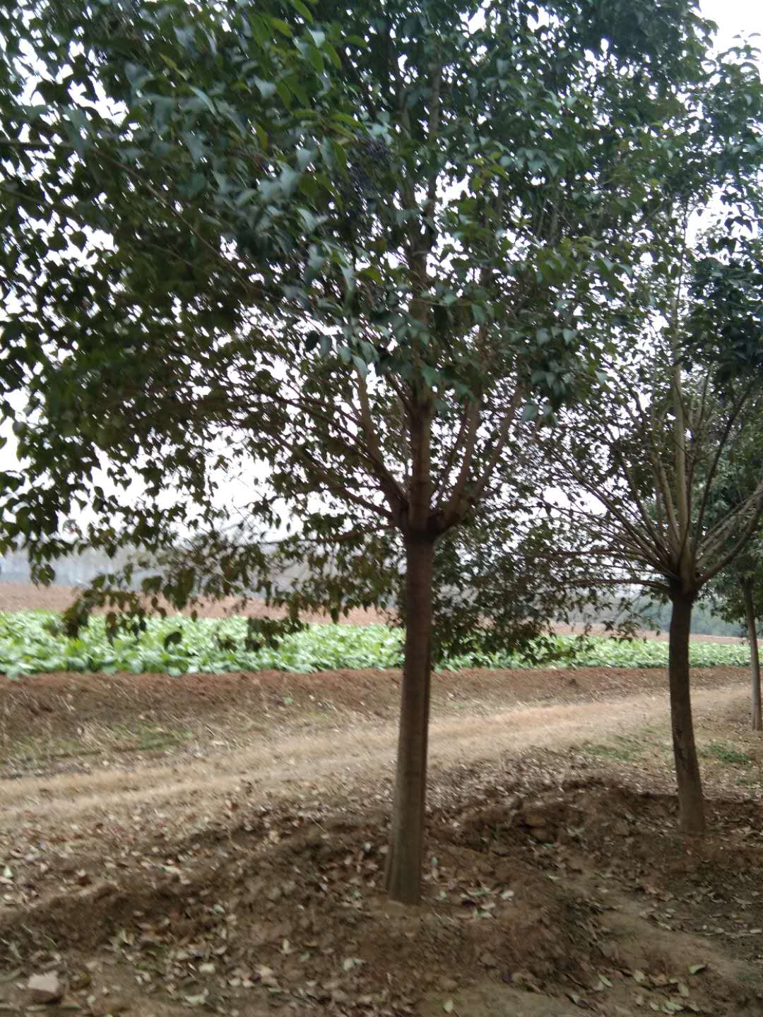 大叶女贞种植基地河南大叶女贞种植基地/零售商/批发【南阳市南召县绿园苗木基地】