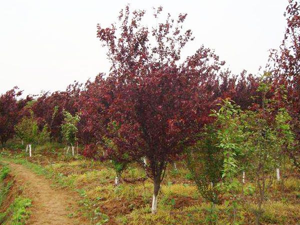 山东泰安红叶李种植基地-批发多少钱-全国销售【泰安开发区博远园艺场】图片