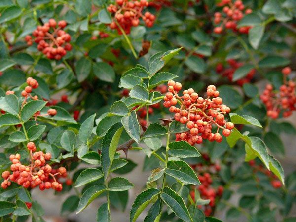 山东泰安花椒苗种植基地-批发多少钱-全国销售【泰安开发区博远园艺场】图片