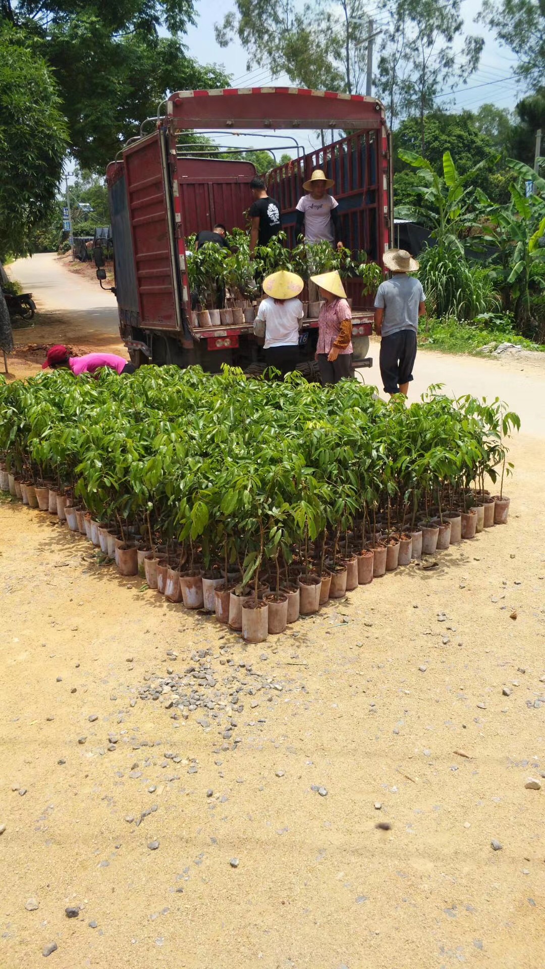 无核荔枝苗种植基地-产地直销-批发价格【灵山县武利镇万锋果苗种植场】图片