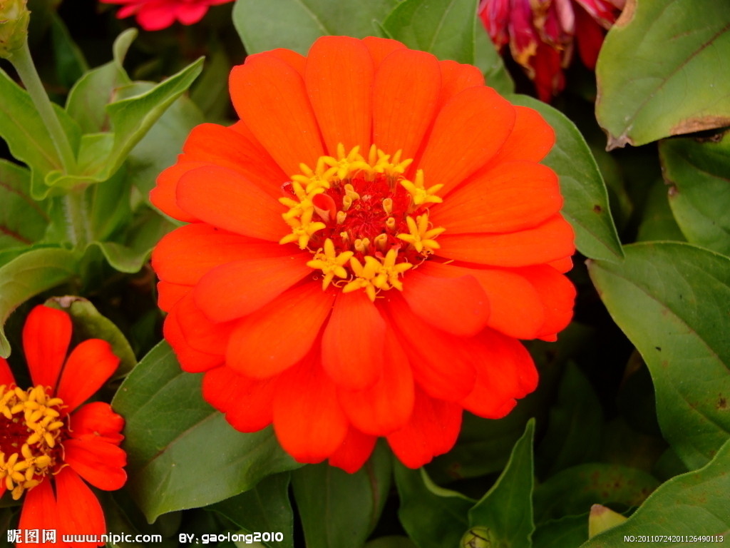 各类观赏花卉种子批发生产，百日草 千日红，蛇边菊 硫华菊 波斯菊 万寿菊等图片