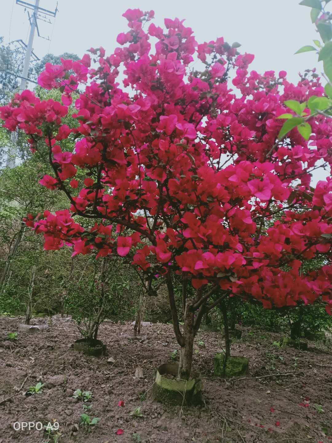 兴义三角梅种植基地 兴义三角梅基地（四川信诚艺景苗圃）